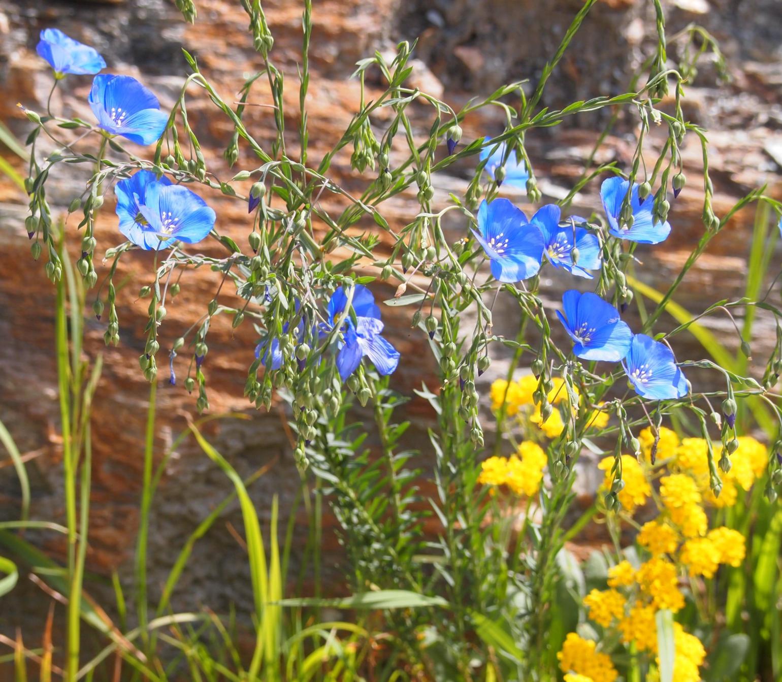 Flax, Austrian